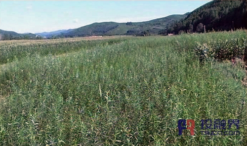 投融界专访丹东宽甸鑫成竹柳木纤维开发项目孙俊成