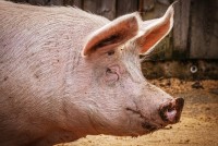 在家怎样养猪创业？