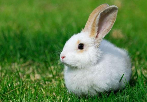 农村养殖创业好项目：初创养殖的农民选择了可爱的兔兔养殖，年销高达20万!